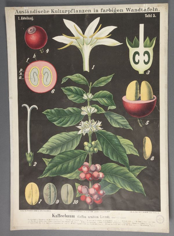 Coffea arabica Linné - Wissenschaftliche Sammlungen der  Georg-August-Universität Göttingen